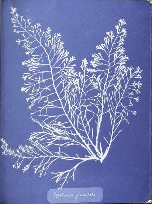 Cyanotypes by Anna Atkins